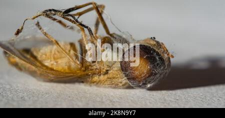 Nahaufnahme einer Pferdefliege, eingewickelt in ein Spinnennetz mit weißem Hintergrund, selektiver Fokus. Ein totes Pferd fliegt von einer Spinne gefangen. Stockfoto
