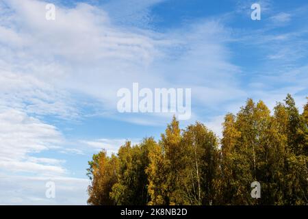 Baumkronen in Herbstfarben vor dem Hintergrund des blauen Himmels Stockfoto