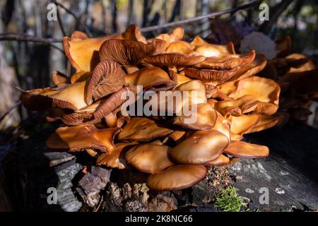 Klumpen von ummanteltem Woodtuft (Kuehneromyces mutabilis oder Pholiota mutabilis) in Nahaufnahme Stockfoto