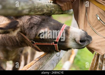 Ein süßer Pyrenäenesel fing die Jacke einer Person hinter dem Holzzaun im grünen Ackerland Stockfoto