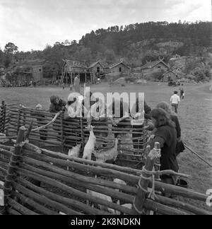 Oslo, 195705 die Aufnahme des Films die Wikinger (Wikinger). Hier haben die Schauspieler zwischen den Schlachten Spaß mit den Tieren. Foto: Aage Storløkken / Current Stockfoto