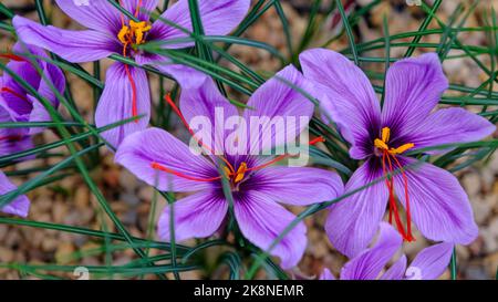 Safran ist ein Gewürz, das aus der Blume des Crocus sativus gewonnen wird, der allgemein als Safrancrocus bekannt ist. Spätherbst, Ende Oktober in Lettland Stockfoto