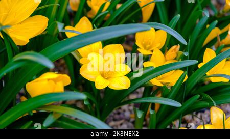 Schöne gelbe Blüten im Garten im Spätherbst. Üppig grüne Blätter Stockfoto