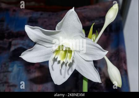 Weiße Blüten auf schwarzem Hintergrund, Eucharistia grandiflora Eucharistis amazonica , Amaryllidaceae. Stockfoto