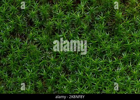 Eine grüne Grasstruktur - kann für Tapeten verwendet werden Stockfoto