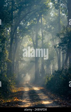 Sonnenstrahlen fallen an einem Wintermorgen im Dudhwa National Park, Uttar Pradesh, Indien, auf einen Safaripfad Stockfoto