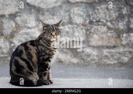 Eine müde und faule Tabby Katze, die mit geschlossenen Augen auf einer Stadtstraße sitzt Stockfoto