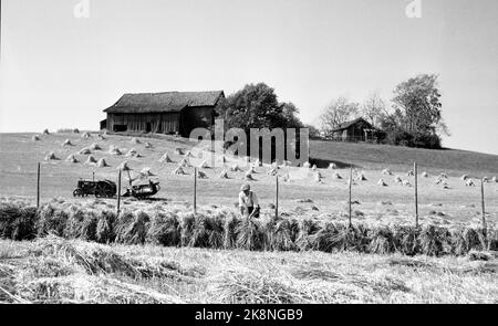 Ski 19490825 Skuronn / Høyonn auf einem Skihof. Landwirt, der Haie hoch ansetzt. Im Hintergrund Körnung in Kornstapeln vor dem alten Stall. Foto: NTB / NTB Stockfoto