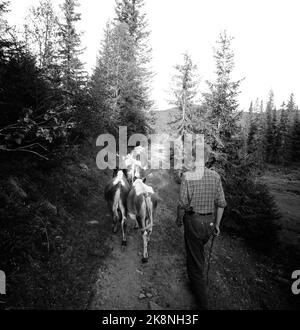 Flatdal in Telemark, August 1959. Fjellgården Ekre liegt 600 Meter über dem Meeresspiegel und in einem derart unwegsamen Gelände, dass "niemand denken würde, dass jemand es könnte BU". Hier ist der Sohn Halvard (13), der auf dem Bauernhof hilft, auch durch die Aufzucht der Kühe. Alle Söhne haben Pflichten auf dem Hof. So muss es sein, wenn sie alles erreichen wollen, was auf einem Bauernhof getan werden muss. Foto: Aage Storløkken / Aktuell / NTB Stockfoto