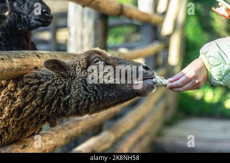 Eine Frau füttert in Nahaufnahme in einem Zoo ein Schaf. Stockfoto