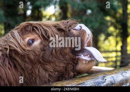 Nahaufnahme, Schnauze eines Stiers hinter einer hölzernen Trennwand. Stockfoto