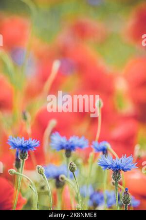 Felder mit englischen Wildblumen, darunter „Butlers Buttons“ und Mohnblumen in der Landschaft von Oxfordshire. Stockfoto