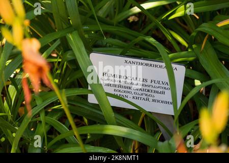 Hemerocallis Fulva, Xanthorrhoeaea-Blüte aus der Nähe, orangefarbene Blume Stockfoto