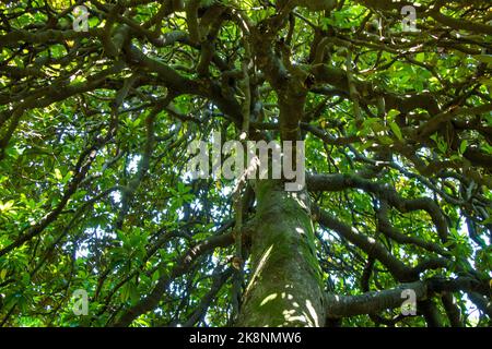Pinienbaum Rinde und Körper Hintergrund, Nahaufnahme, schöner Baum Hintergrund Stockfoto
