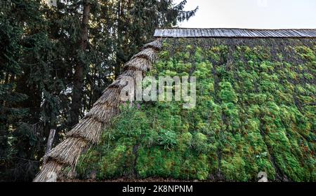 Das alte Dach des Hauses im Wald, bedeckt mit Moos. Stockfoto