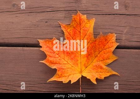 Farbige Herbstblätter auf gebeiztem Deckholz Stockfoto