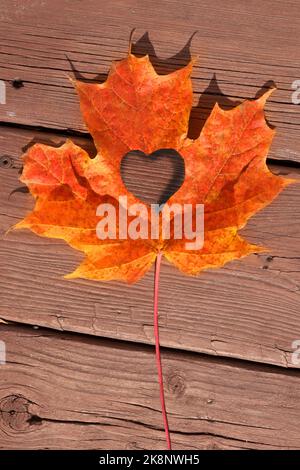 Farbige Herbstblätter auf gebeiztem Deckholz Stockfoto