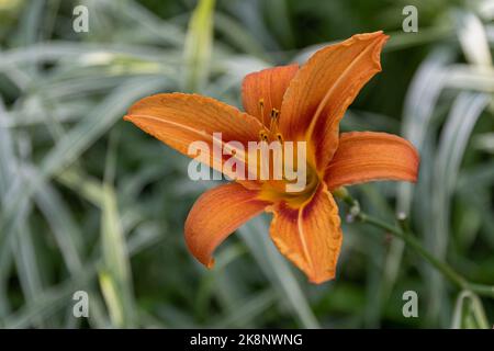 Eine Nahaufnahme einer schönen orangen Lilienblume in voller Blüte in einem Garten Stockfoto