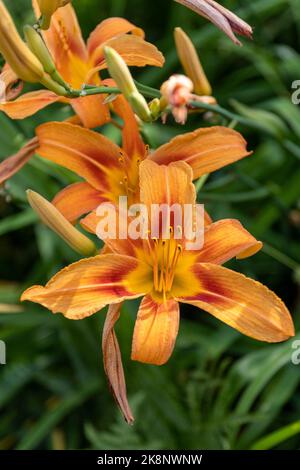 Eine vertikale Aufnahme von schönen orangen Lilien in voller Blüte in einem Garten Stockfoto