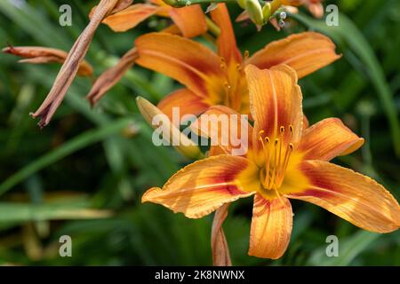 Eine Nahaufnahme von schönen orangen Lilien in voller Blüte in einem Garten Stockfoto
