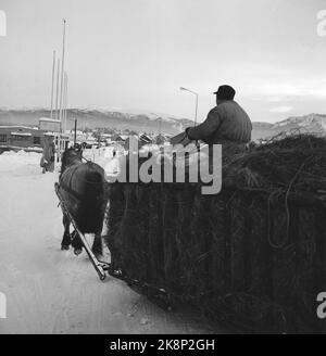 Tynset 11. Februar 1967, Bericht über Norwegens kältestes Dorf Tynset. Hier Olav Kroken, der keine Probleme hat, Pferde und Kutschen bei 30 - 40 Minus Grad zu fahren, aber es ist nicht komfortabel. Foto: Aage Storløkken / Aktuell / NTB Stockfoto