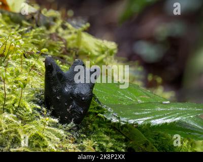 Xylaria polymorpha Pilz, allgemein bekannt als Totmannfinger. Devon, Großbritannien. Stockfoto