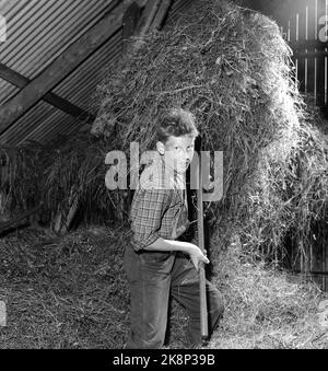 Flatdal in Telemark, August 1959. Fjellgården Ekre liegt 600 Meter über dem Meeresspiegel und in einem derart unwegsamen Gelände, dass "niemand denken würde, dass jemand es könnte BU". Hier ist Sohn Halvard Ekre (13), der mit dem Heu in der Scheune hilft. Alle Söhne haben Pflichten auf dem Hof. So muss es sein, wenn sie alles erreichen wollen, was auf einem Bauernhof getan werden muss. Foto: Aage Storløkken / Aktuell / NTB Stockfoto