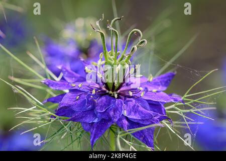 Nahaufnahme von Nigella damascena „Miss Jekyll“ (Liebe im Nebel) Stockfoto