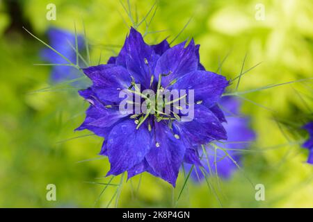 Nahaufnahme von Nigella damascena „Miss Jekyll“ (Liebe im Nebel) Stockfoto