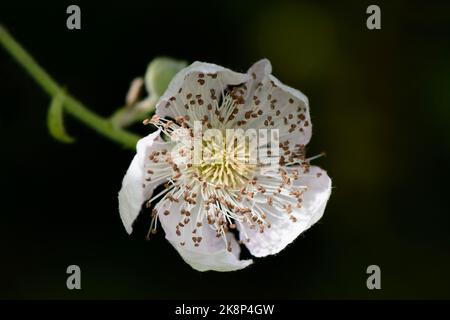 Dornloser Blackberry 'Apache' (Rubus fruticosus agg. 'Apache') produziert im Frühjahr große auffällige Blüten Stockfoto