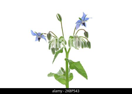 Nahaufnahme von sternförmigen blauen Borretschblumen, Borago officinalis (auch Sternblume genannt) isoliert auf weißem Hintergrund Stockfoto