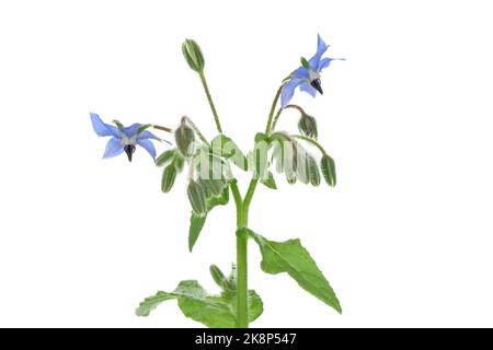 Nahaufnahme von sternförmigen blauen Borretschblumen, Borago officinalis (auch Sternblume genannt) isoliert auf weißem Hintergrund Stockfoto