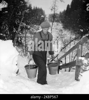 Hedmark im Winter 1948. Wasserknappheit in Ostnorwegen nach der Dürre im Sommer 1947. Die Betriebe müssen Wasser in den Flüssen holen oder Wasser aus den Molkereien fließen lassen. Hier Torbjørn Pedersen vom kleinen Platz Fiskefoss in Vang. Er holt Wasser aus einem kleinen Fluss in der Nähe und trägt die Wassereimer das steile Knie hinauf zur Farm. Foto: Børretzen / Aktuell / NTB Stockfoto