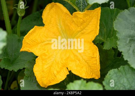 Nahaufnahme einer gelben sternförmigen Kürbisblume (Cucurbita maxima), die in einem Gemüsefleck wächst Stockfoto