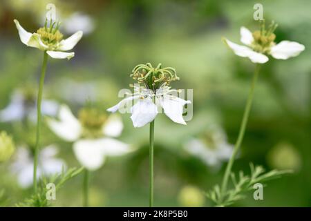 Nahaufnahme von Nigella sativa. Seine Samen werden Schwarzkümmel, Schwarzkümmel, Schwarzkümmel, Fenchelblüte, Nigella, Muskatblüte und römischer Koriander Stockfoto