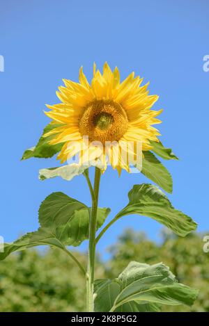 Nahaufnahme einer Sonnenblume 'Giant Single', Helianthus annuus, isoliert vor einem wolkenlosen blauen Himmel Stockfoto