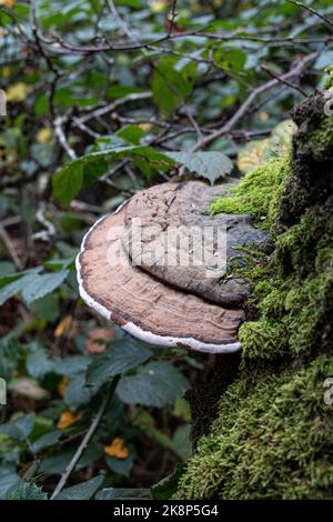 Südliche Klammer Stockfoto