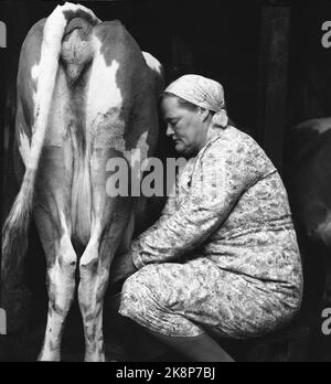 Flatdal in Telemark, August 1959. Fjellgården Ekre liegt 600 Meter über dem Meeresspiegel und in einem derart unwegsamen Gelände, dass "niemand denken würde, dass jemand es könnte BU". Die Familie betreibt natürliche Haushalte, darunter 3-4 Kühe, die gemolken werden müssen. Hier ist Frau Kari Ekre bei der Arbeit beim Melken der Kühe. Foto: Aage Storløkken / Aktuell / NTB Stockfoto