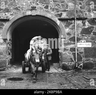 Halden 1961. 'Jungfrau in der Höhe' Festung Fredriksten in Halden. Die steilen Kampfpferde sind weg. Die Fjordpalette, die Sand in Zweirädern trägt, herrscht allein vor. Sein Besitzer, Arne Acurbekk, ist ein langes Leben lang Fahrer bei Fredriksten. Er hat unter 15 Kommandeuren gearbeitet. 1905 erraten er Kühe im Festungsgebiet, 10 Jahre alt. 300. Jubiläum 2. Mai 1961. Foto: Aage Storløkken / Aktuell / NTB Stockfoto