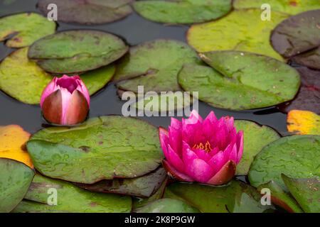 Leuchtend rosa Lilien auf grünen Flächen im Teich Stockfoto