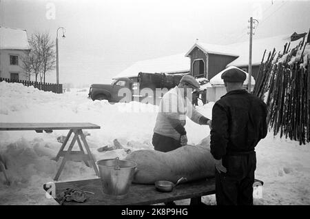 Hedmark im Winter 1948. Wasserknappheit in Ostnorwegen nach der Dürre im Sommer 1947. Die Farmen müssen Wasser in den Flüssen holen oder Wasser von den Molkereien zu allen Farmen leiten lassen. Hier ist ein Schwein, das gerade auf einem der Betriebe geschlachtet wird. Foto: Børretzen / Aktuell / NTB Stockfoto