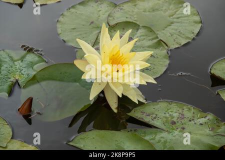 Hübsche gelbe Seerose zwischen grünen Pads im Teich Stockfoto