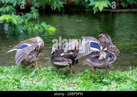Drei Enten, die sich am Rande eines Flussufers ausräuten Stockfoto