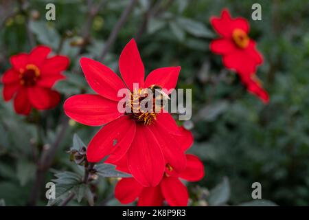 Buff tailed Hummel sammeln Pollen von leuchtend roten Dahlia Blütenkopf Stockfoto