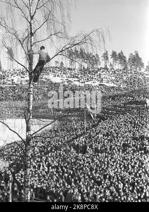 Holmenkollen, Oslo 19500318. Springen in Holmenkollbakken. Der Wind wehte das gesamte Holmenkollrennet weg, aber nach drei Stunden Verschiebung beruhigte er sich. 90.000 Zuschauer waren auf den Tribünen und in Sletta anwesend. Hier sehen wir einige Jungen, die einen schönen Aussichtsplatz am Baum gefunden haben. Foto: Sverre A. Børretzen / Aktuell / NTB Stockfoto