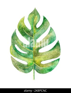 Aquarell Monstera Blatt Kunst. Grünes Monstera Blatt auf weißem Hintergrund Aquarelle Malerei. Stockfoto