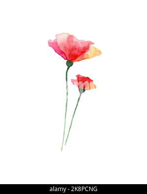 Aquarell Mohnblumen Malerei. Aquarelle zwei rote Mohnblumen auf weißem Hintergrund. Stockfoto