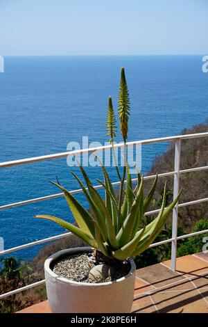 Aloe Vera Pflanze im Balkon in Acapulco, Mexiko. Stockfoto
