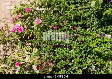 Rose Zephirine Drouhin und eine Stachelbeere Fuchsia wachsen in unserem Garten Stockfoto