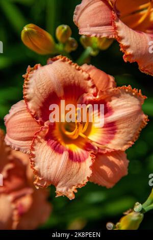 Eine vertikale Aufnahme von Regenbogenblumen im Botanischen Garten Powell in Kansas, USA Stockfoto